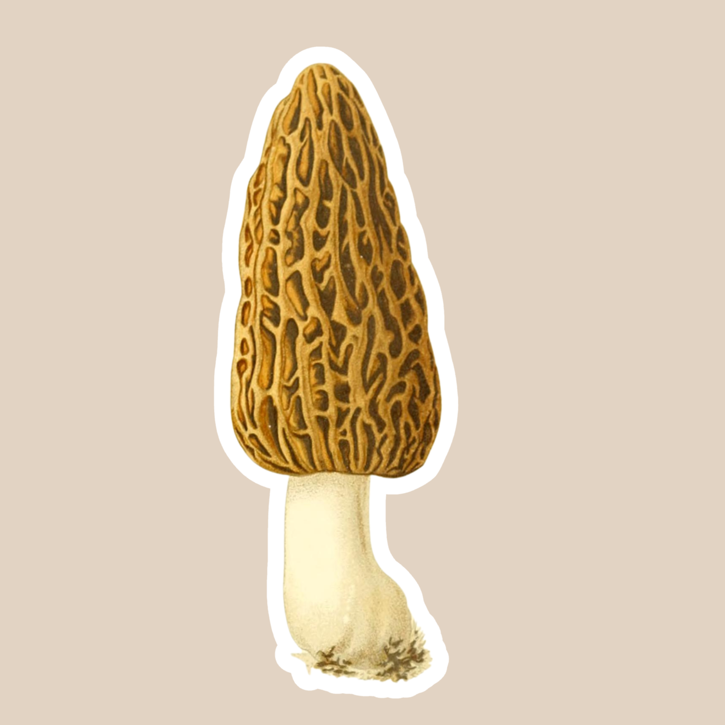 Morel Mushroom Vinyl Sticker