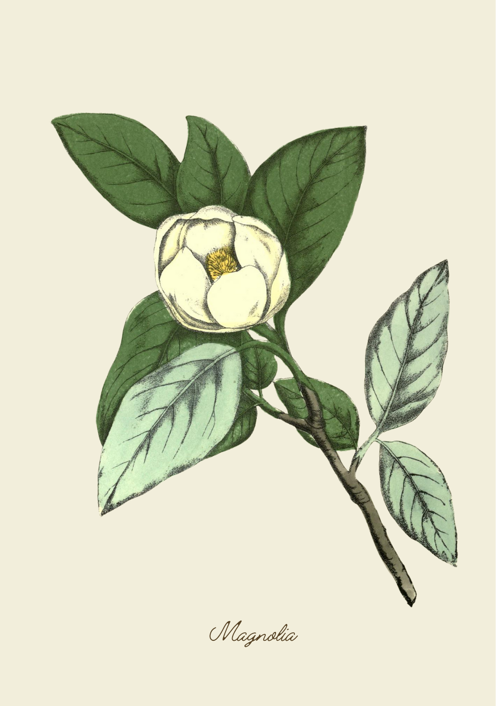 Handmade Magnolia Greeting Card with Envelope