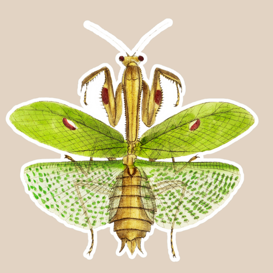 Praying Mantis Vinyl Sticker