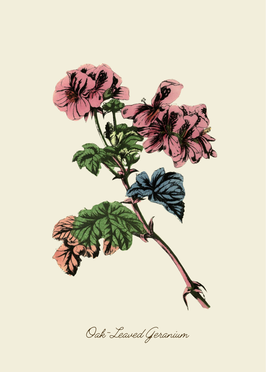 Handmade Geranium Greeting Card with Envelope
