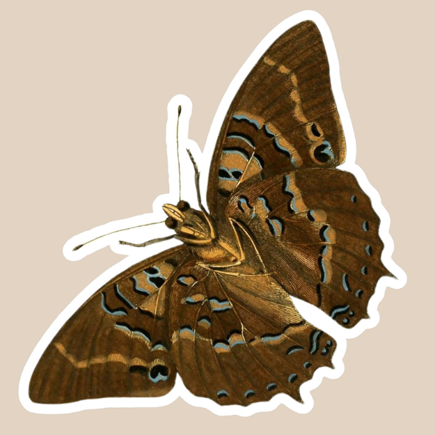 Common Blue Charaxes Butterfly Vinyl Sticker