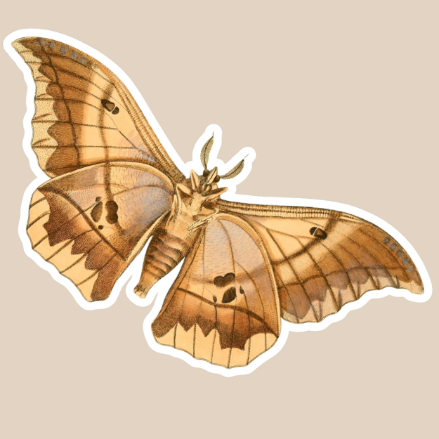 Lionpad Emperor Moth Vinyl Sticker