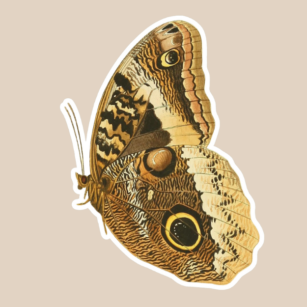 Yellow-Edged Giant Owl Butterfly Vinyl Sticker