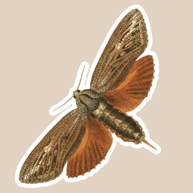 Obscure Sphinx Moth Vinyl Sticker