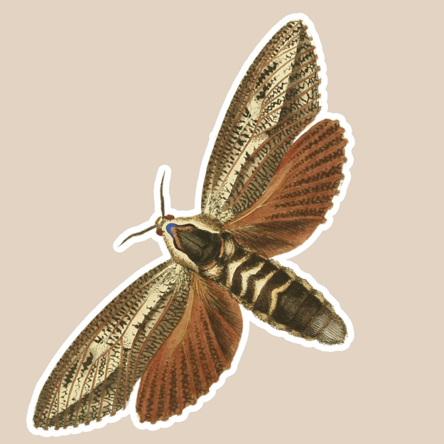 Wattle Goat Moth Vinyl Sticker