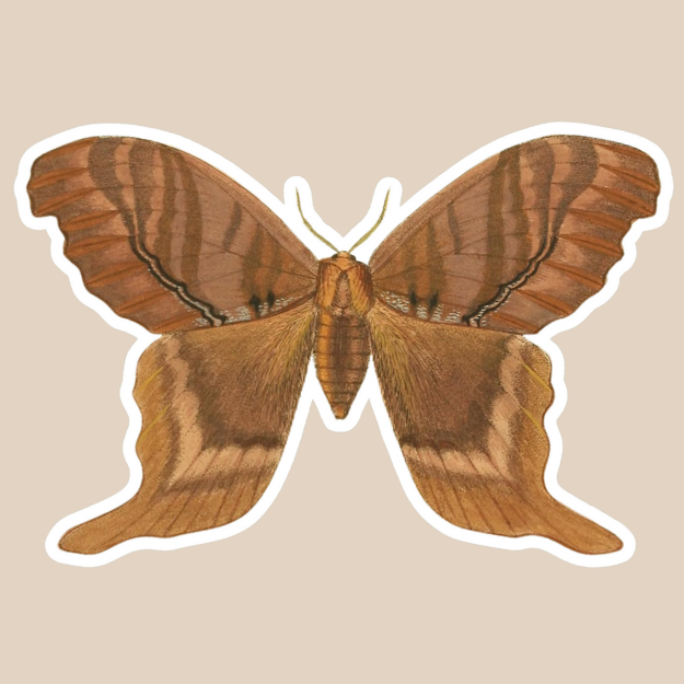 Brown butterfly illustration on a beige background