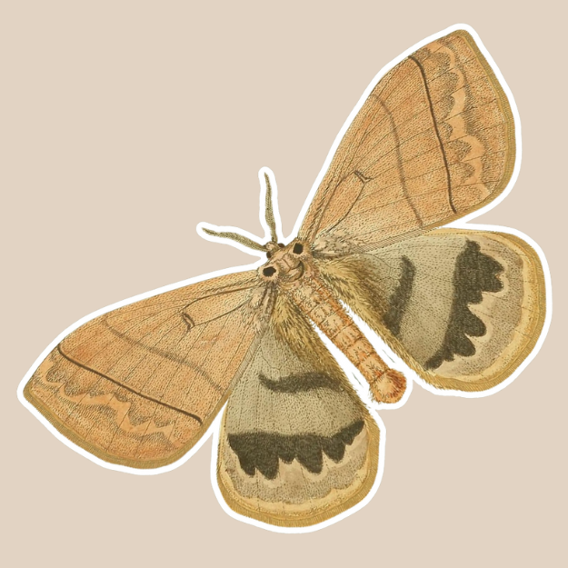 Moth Vinyl Sticker