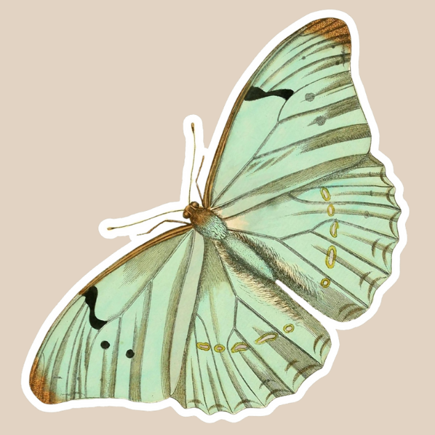 White Morpho Butterfly Vinyl Sticker
