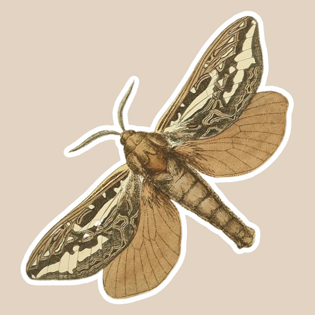 Moth Vinyl Sticker