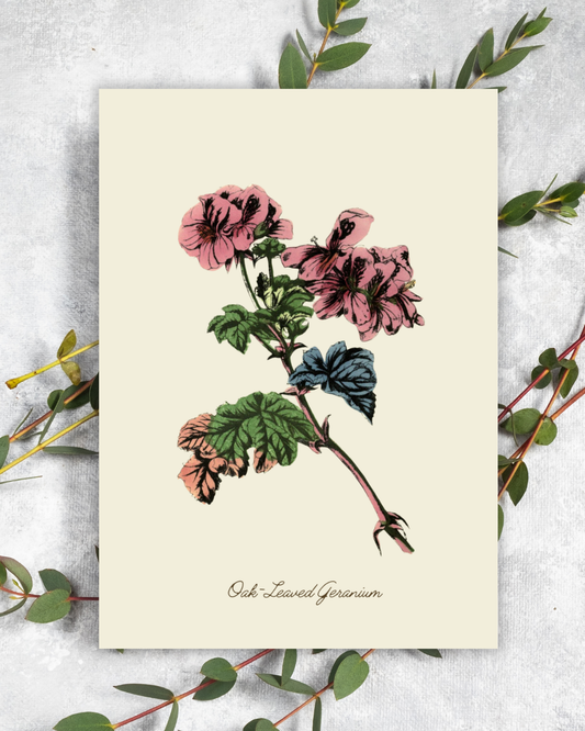 Handmade Geranium Greeting Card with Envelope