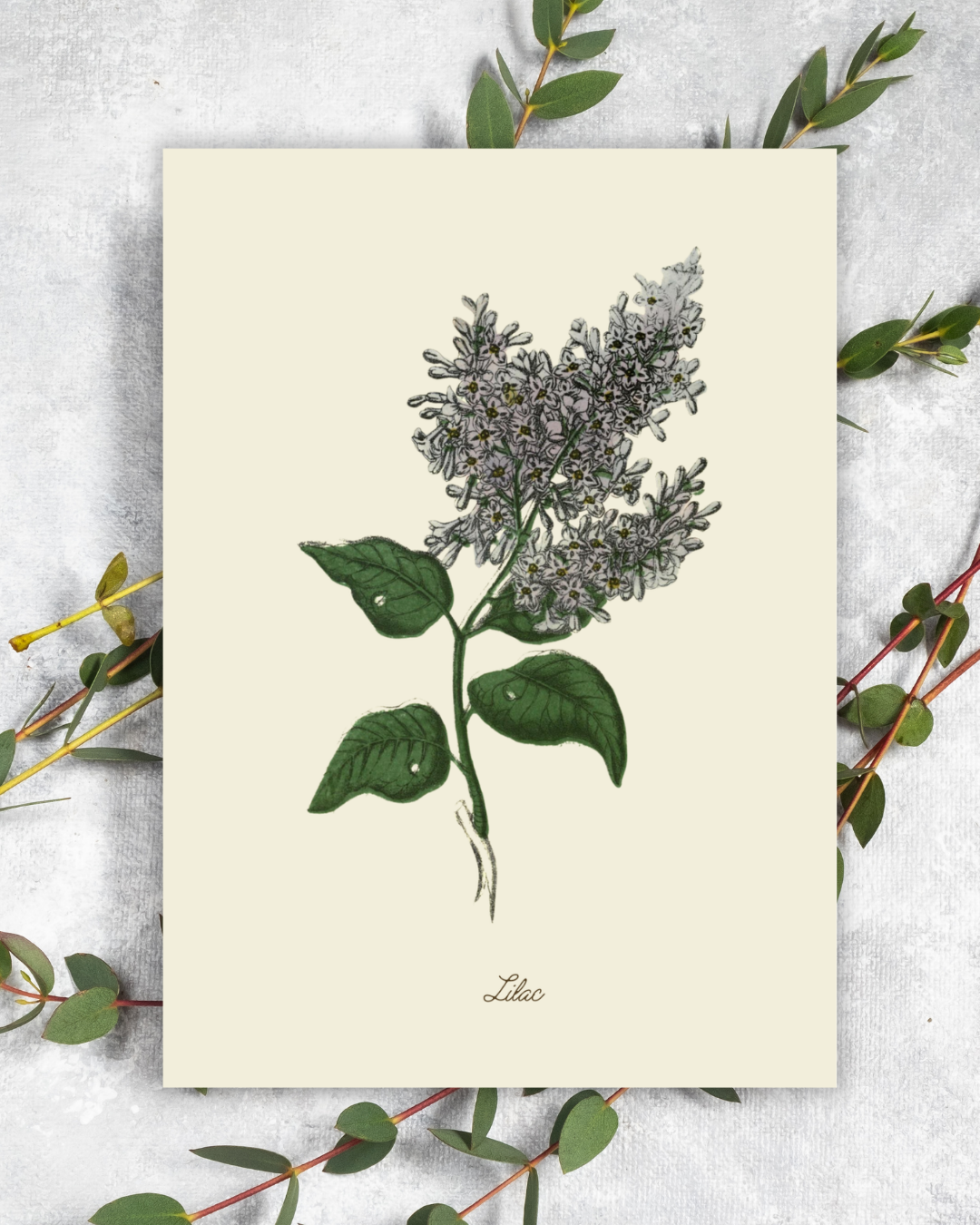 Handmade Lilac Greeting Card with Envelope