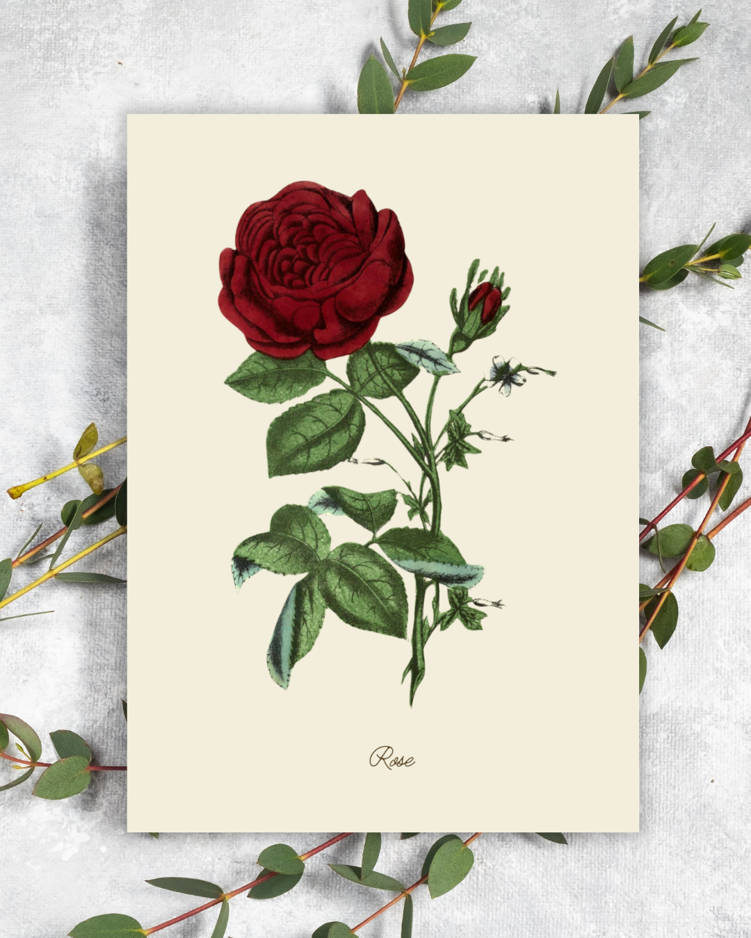 The Language of Flowers Handmade Greeting Card Set