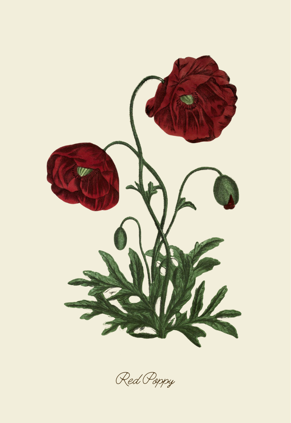 Handmade Red Poppy Greeting Card with Envelope