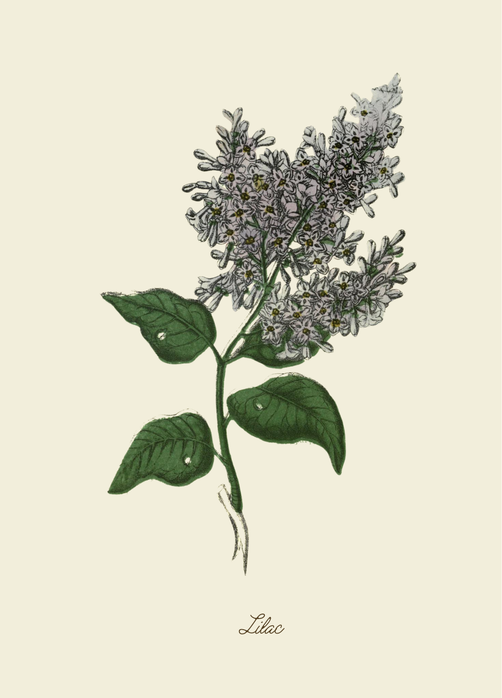 Handmade Lilac Greeting Card with Envelope