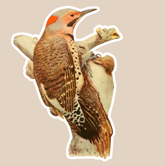Northern Flicker Vinyl Sticker