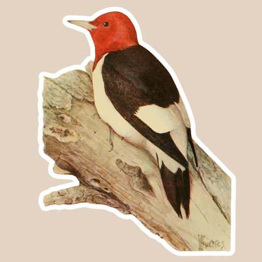 Red Headed Woodpecker Vinyl Sticker