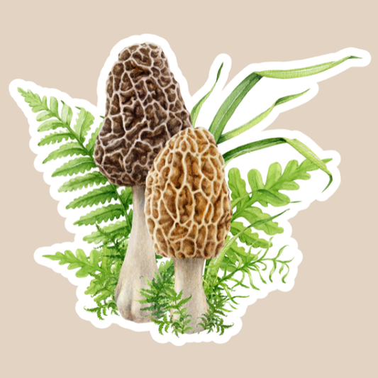 Morel Mushrooms Vinyl Sticker