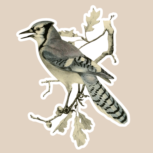 Bluejay Vinyl Sticker