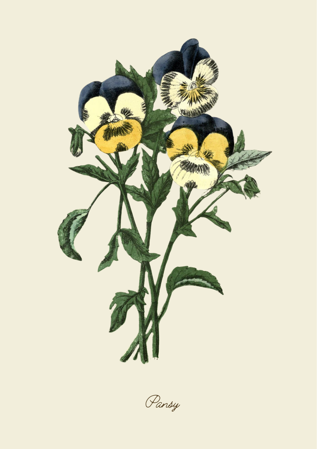 Handmade Pansy Greeting Card with Envelope
