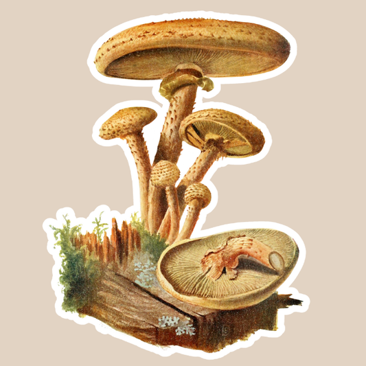 Mushroom Cluster Vinyl Sticker