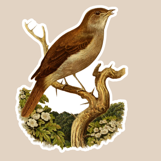 Brown Bird Vinyl Sticker
