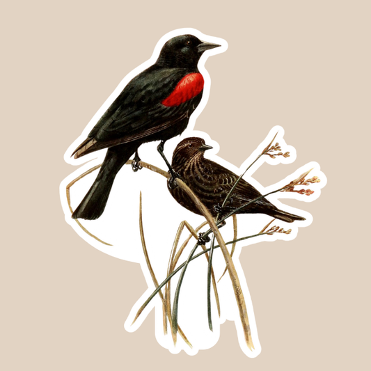 Red-Winged Black Bird Vinyl Sticker