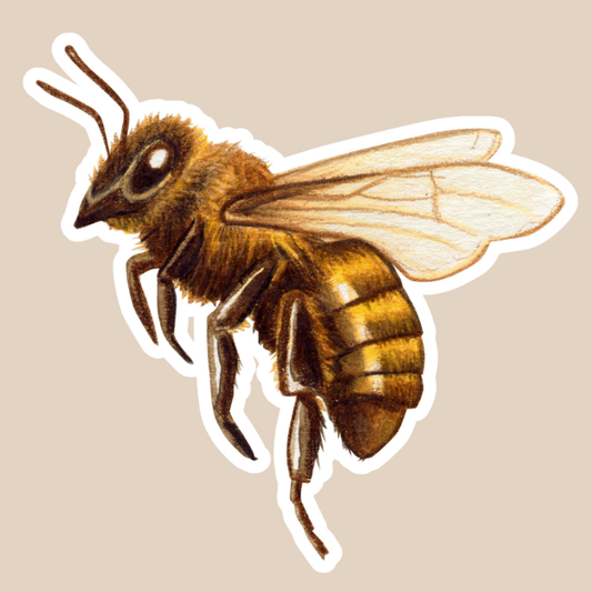 Honeybee Vinyl Sticker