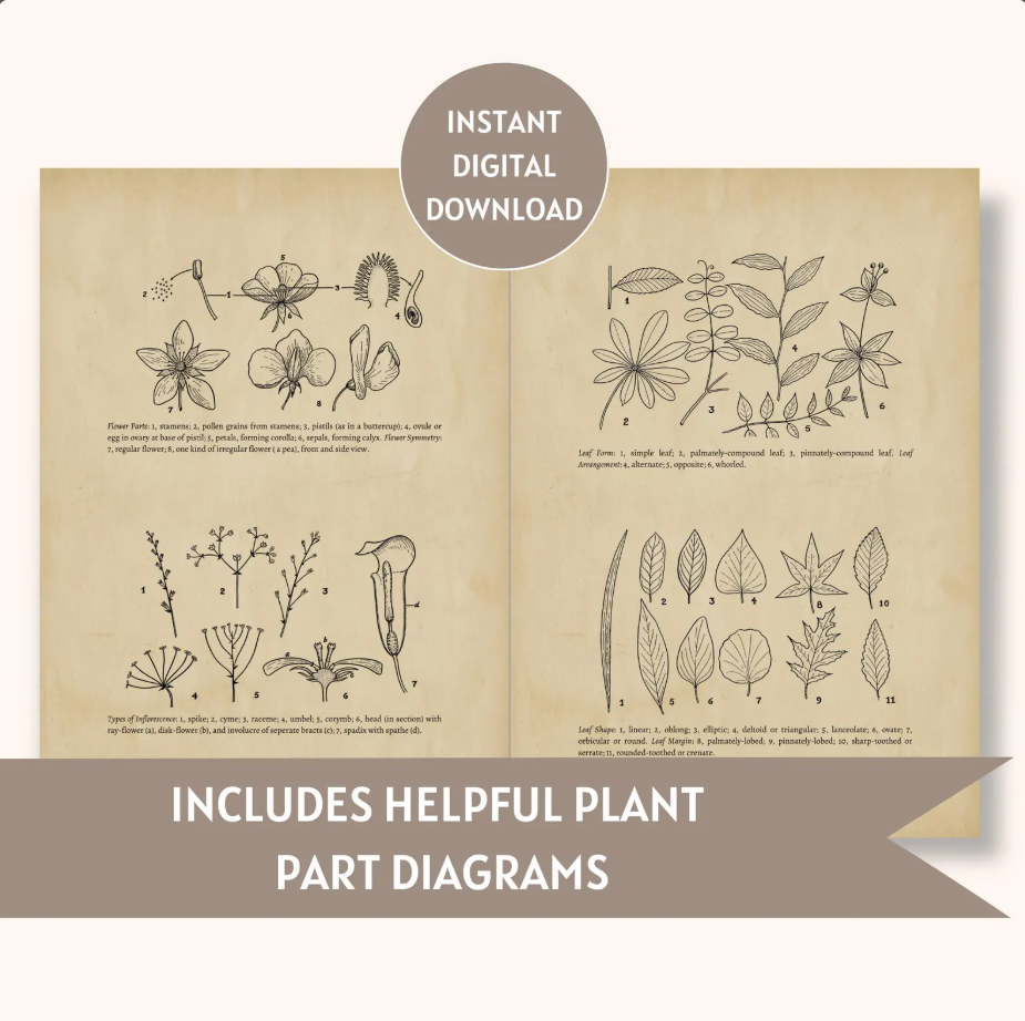 Printable Botanical Herbarium Journal | English & German (Digital Download)