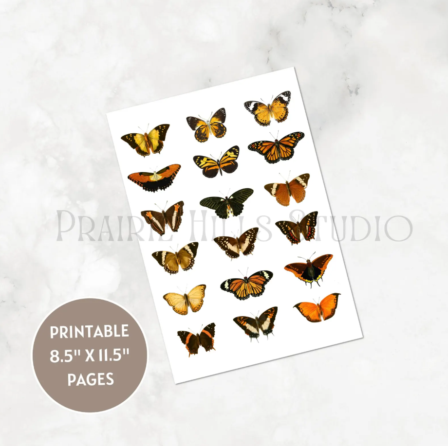 Butterfly Specimen Card Kit (Digital Download)