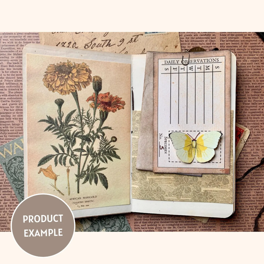 Butterfly Specimen Card Kit (Digital Download)