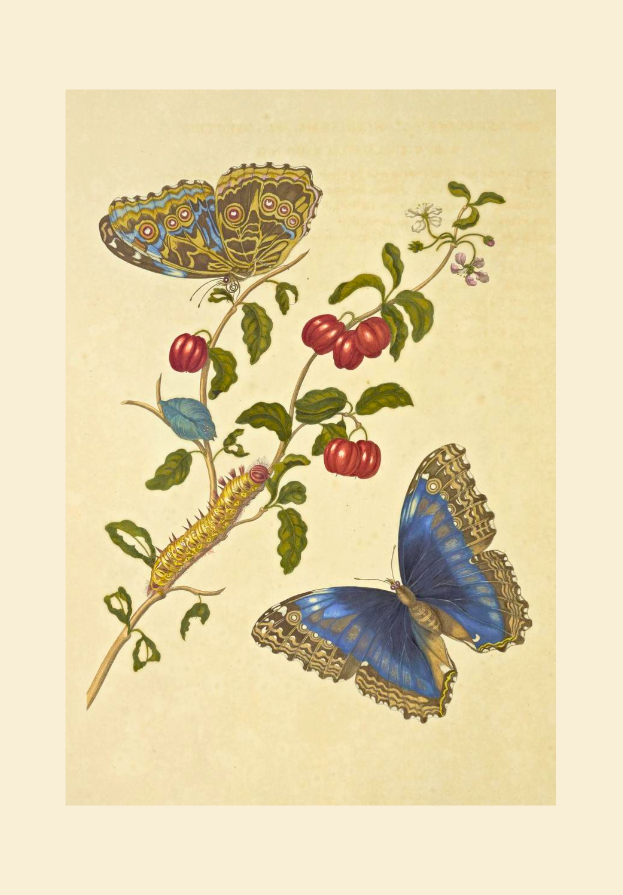 Botanical Illustration by Maria Sibylla Merian Greeting Card Set