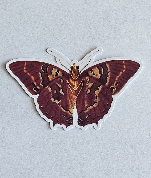Common Blue Charaxes Butterfly Vinyl Sticker