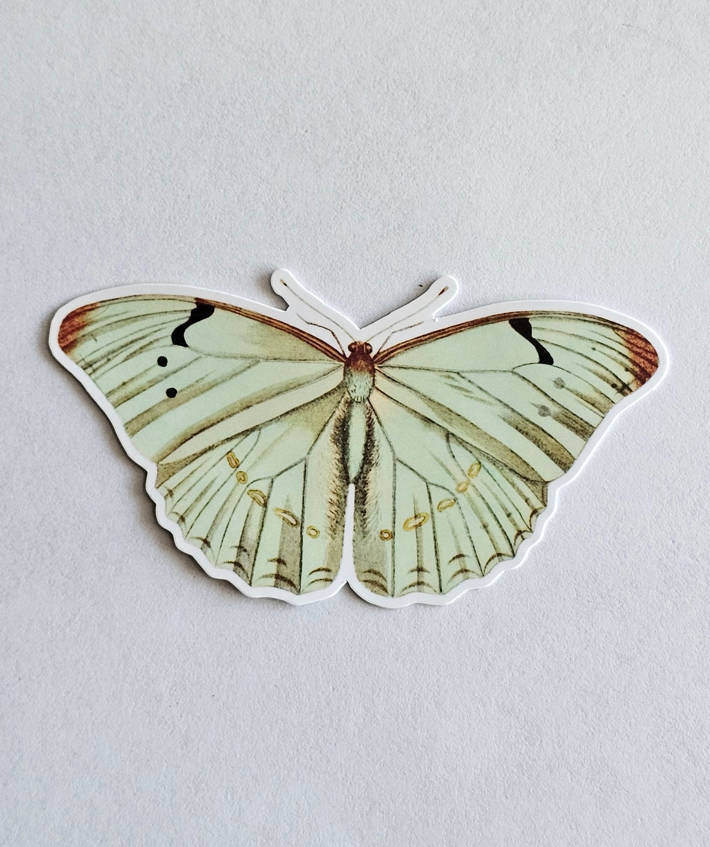 White Morpho Butterfly Vinyl Sticker