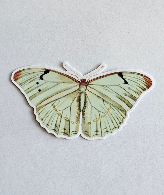White Morpho Butterfly Vinyl Sticker