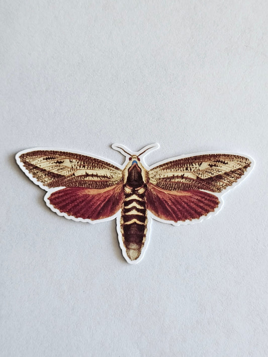 Wattle Goat Moth Vinyl Sticker