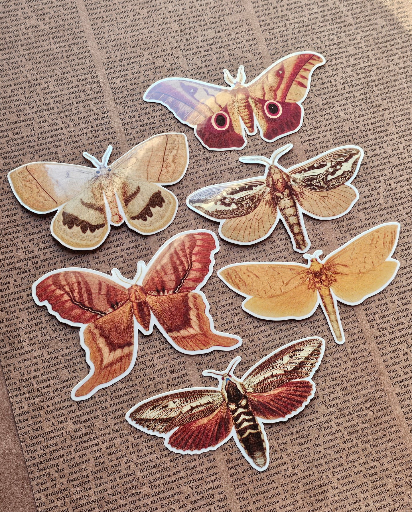 Vinyl Moth Stickers | 6 Pack | Adhesive Vinyl Waterproof Stickers