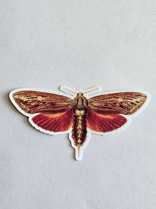Obscure Sphinx Moth Vinyl Sticker
