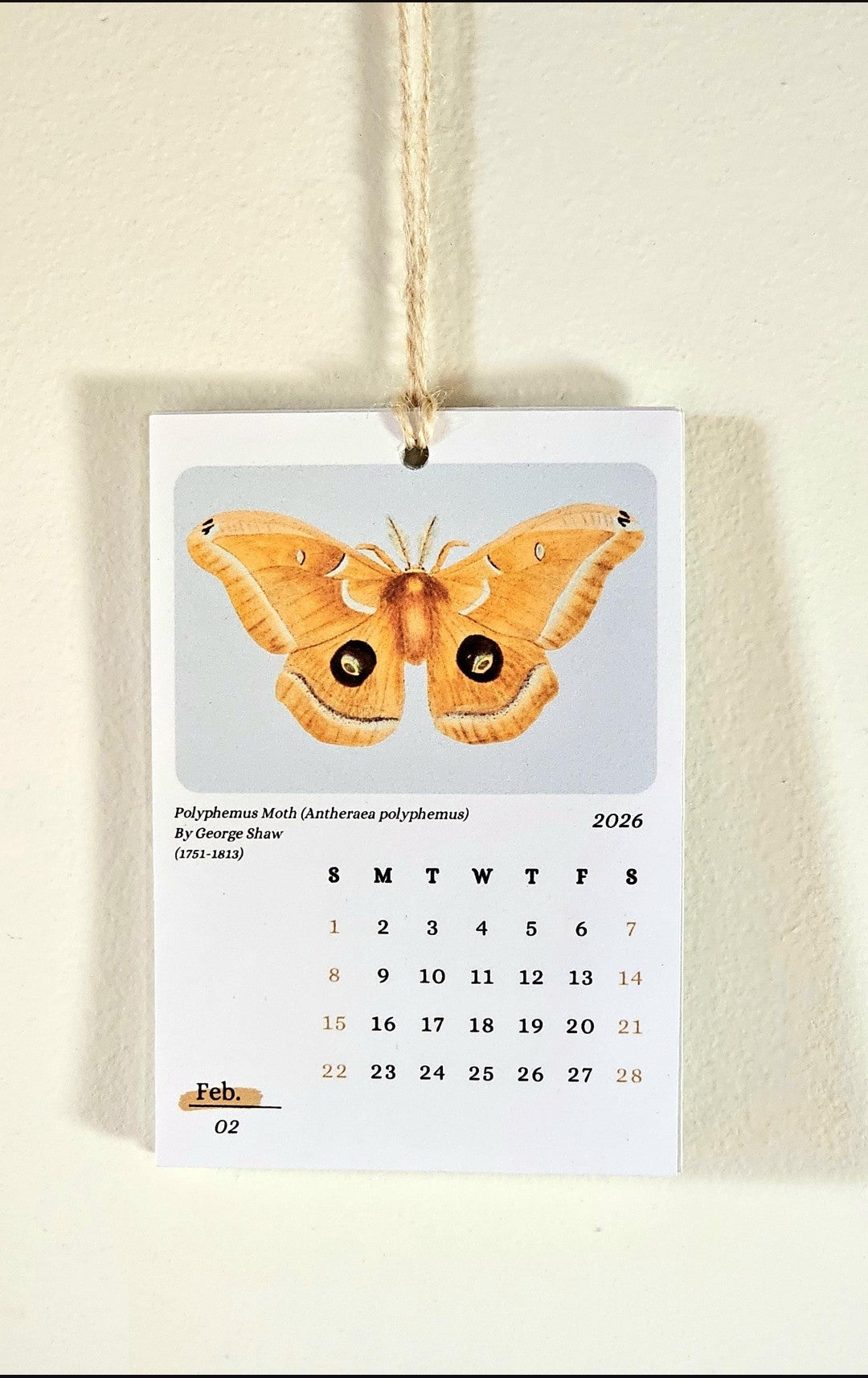 Moths & Butterflies 2026 Mini Hanging Wall Calendar | 12 Month Calendar