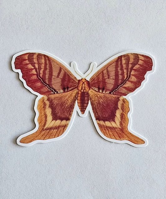 Large Moth Vinyl Sticker