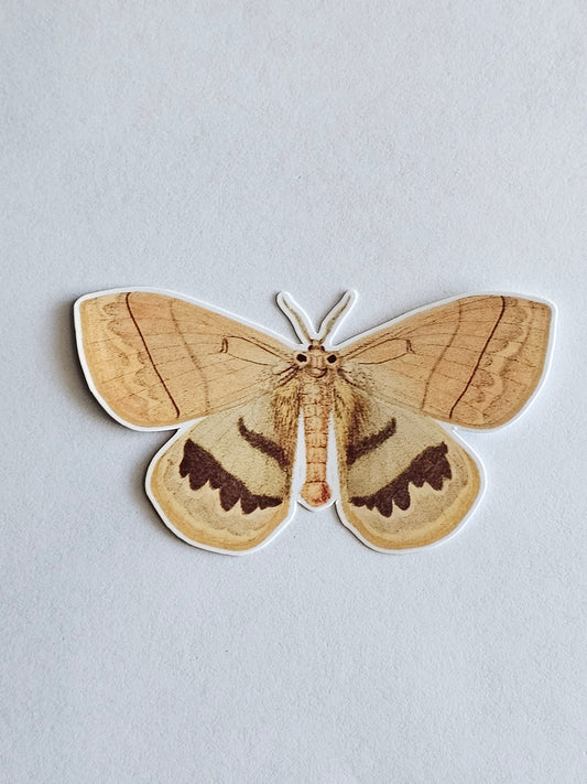 Moth Vinyl Sticker