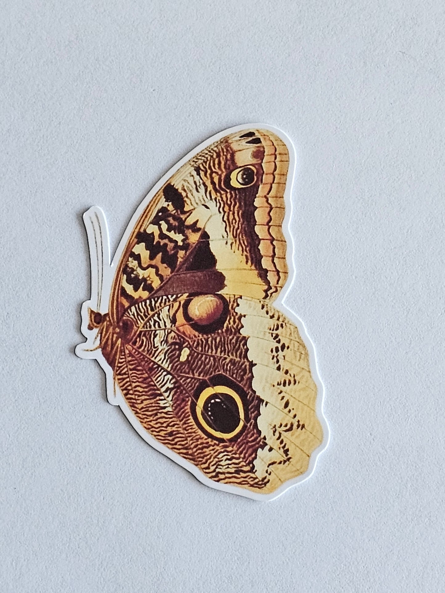 Yellow-Edged Giant Owl Butterfly Vinyl Sticker