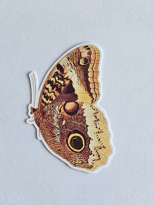 Yellow-Edged Giant Owl Butterfly Vinyl Sticker
