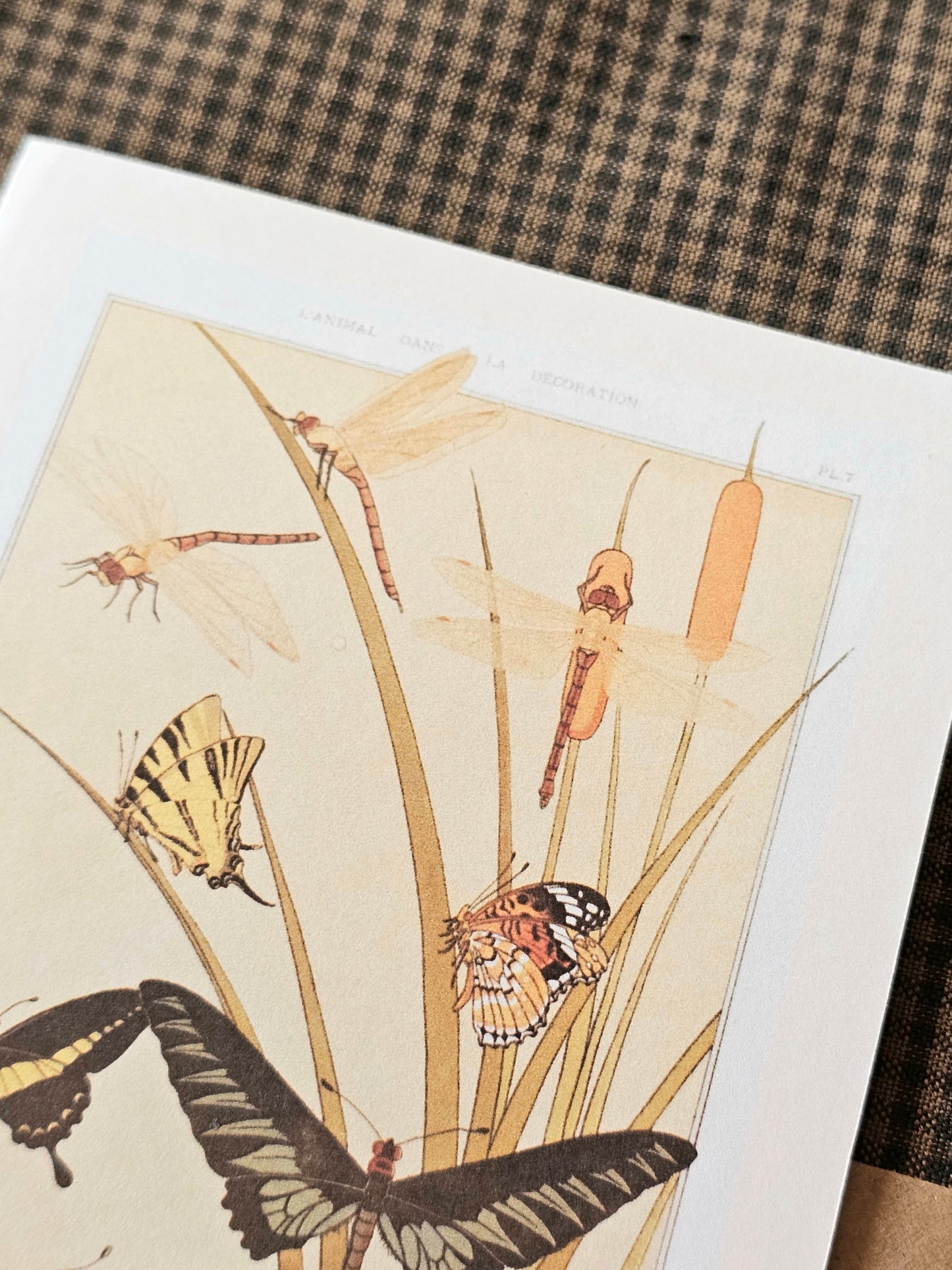 Botanical Butterfly Greeting Card | Illustrated Card and Envelope Set
