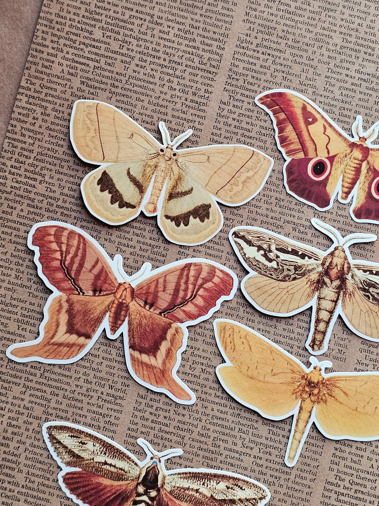 Vinyl Moth Stickers | 6 Pack | Adhesive Vinyl Waterproof Stickers