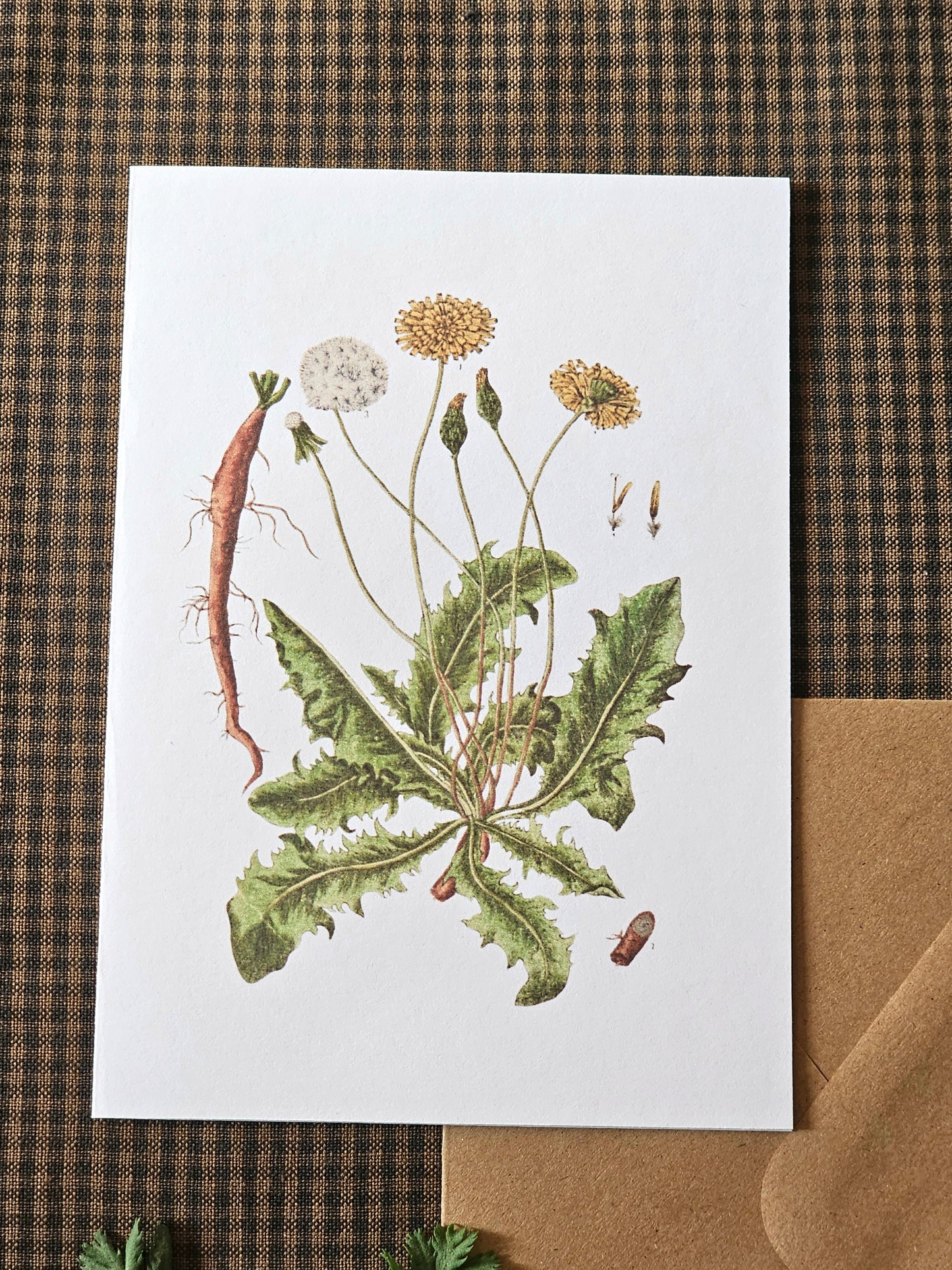 Dandelion Illustration Greeting Card | Illustrated Card and Envelope Set