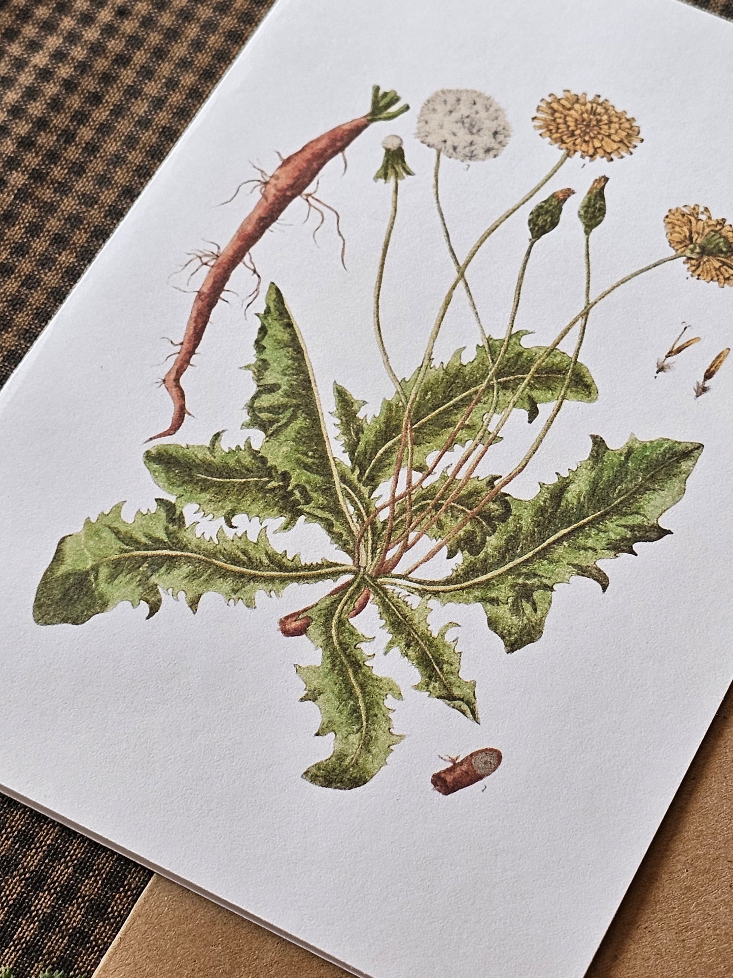 Dandelion Illustration Greeting Card | Illustrated Card and Envelope Set