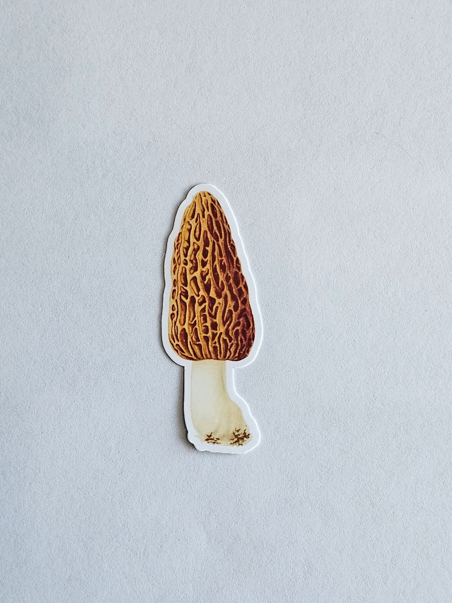 Morel Mushroom Vinyl Sticker