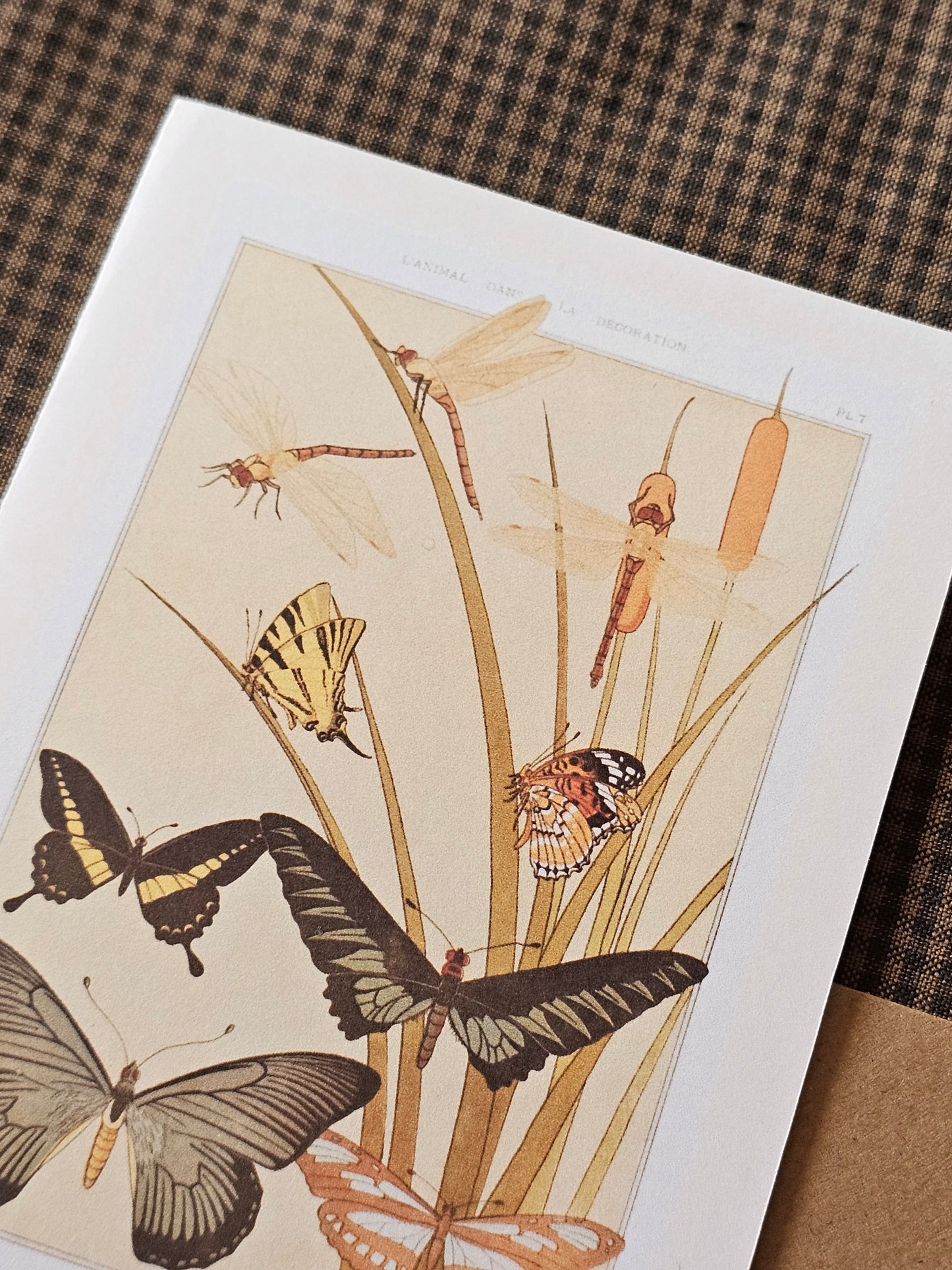 Botanical Butterfly Greeting Card | Illustrated Card and Envelope Set