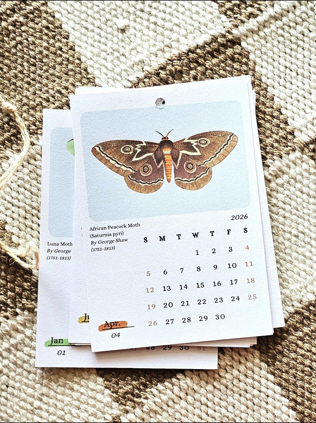 Moths & Butterflies 2026 Mini Hanging Wall Calendar | 12 Month Calendar