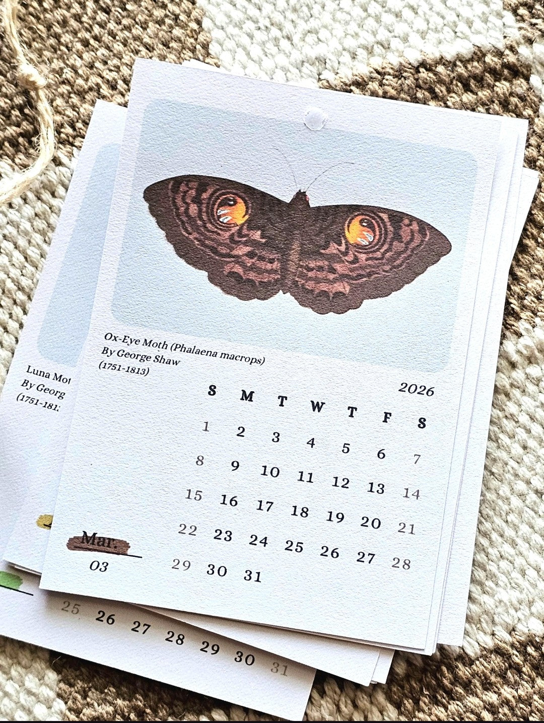 Moths & Butterflies 2026 Mini Hanging Wall Calendar | 12 Month Calendar